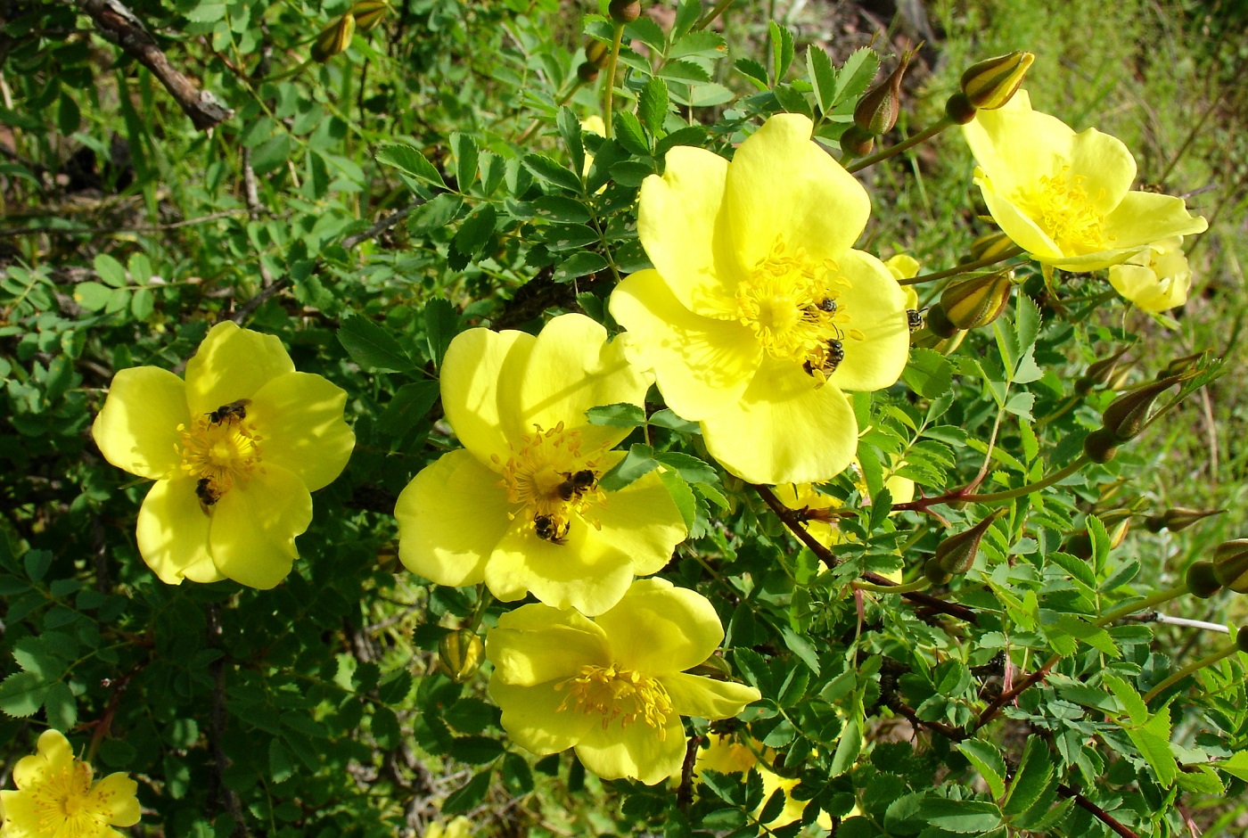 Image of Rosa platyacantha specimen.