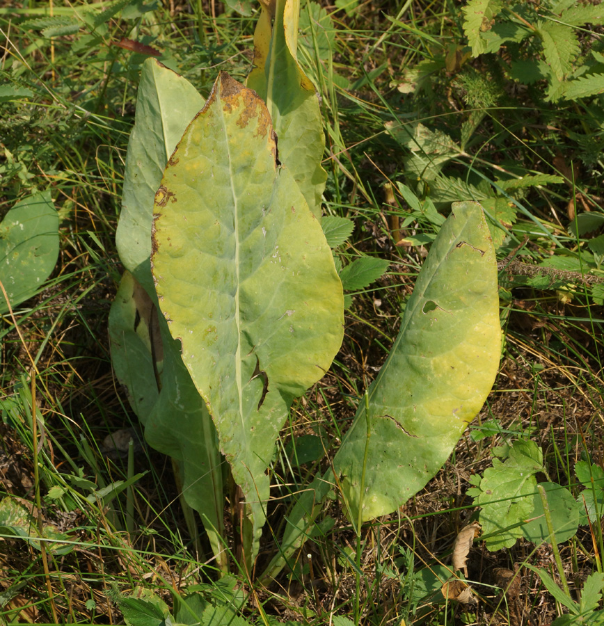 Image of Ligularia altaica specimen.