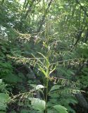 Prenanthes tatarinowii