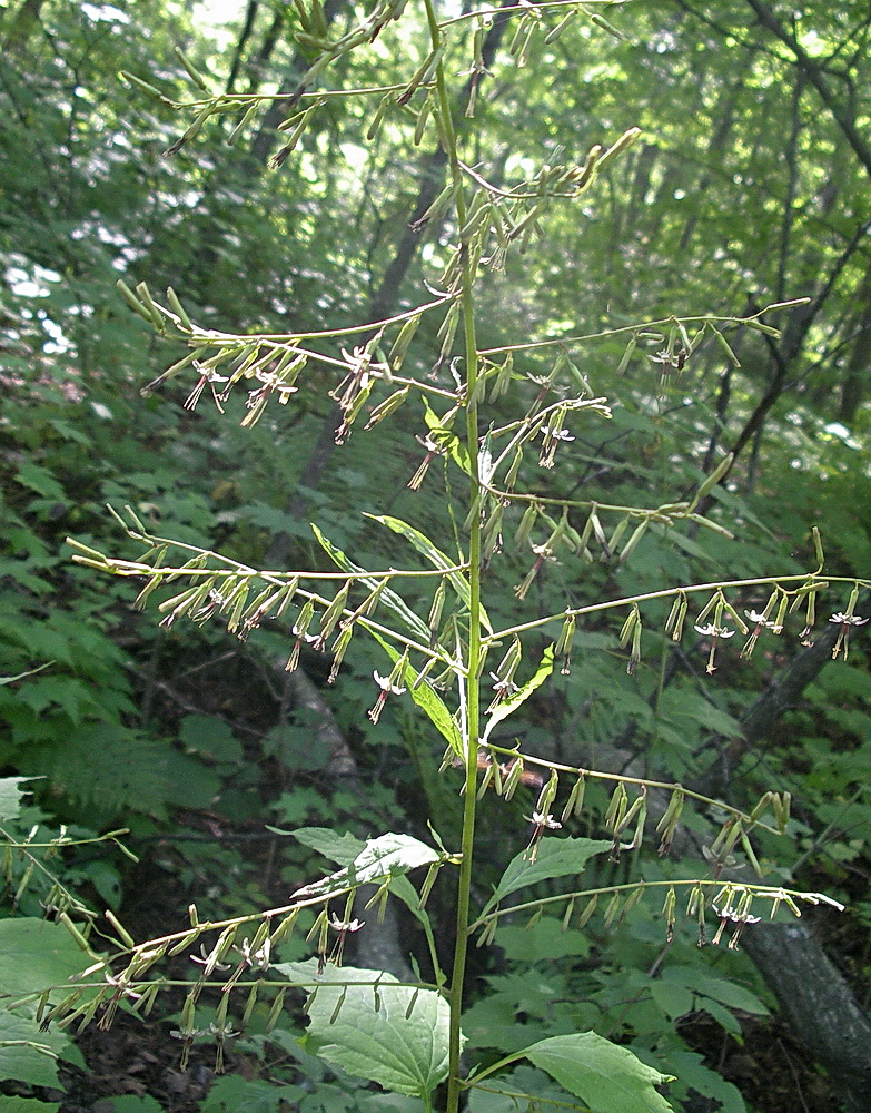 Image of Prenanthes tatarinowii specimen.