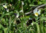 Viola arvensis