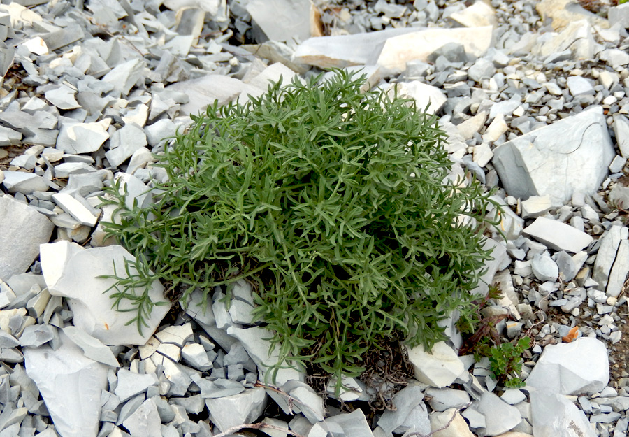 Image of Centaurea diffusa specimen.