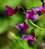 Lathyrus vernus. Часть соцветия. Украина, Киев, заказник \"Лесники\", лиственный лес. 26 апреля 2007 г.