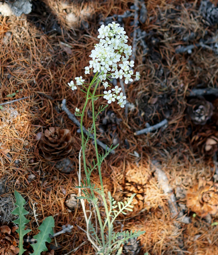 Изображение особи Smelowskia alba.