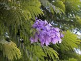 Jacaranda mimosifolia