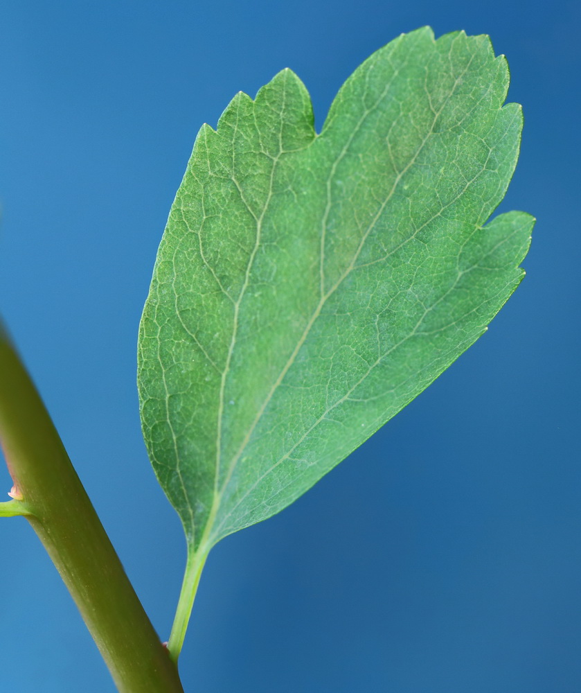 Image of Spiraea &times; vanhouttei specimen.