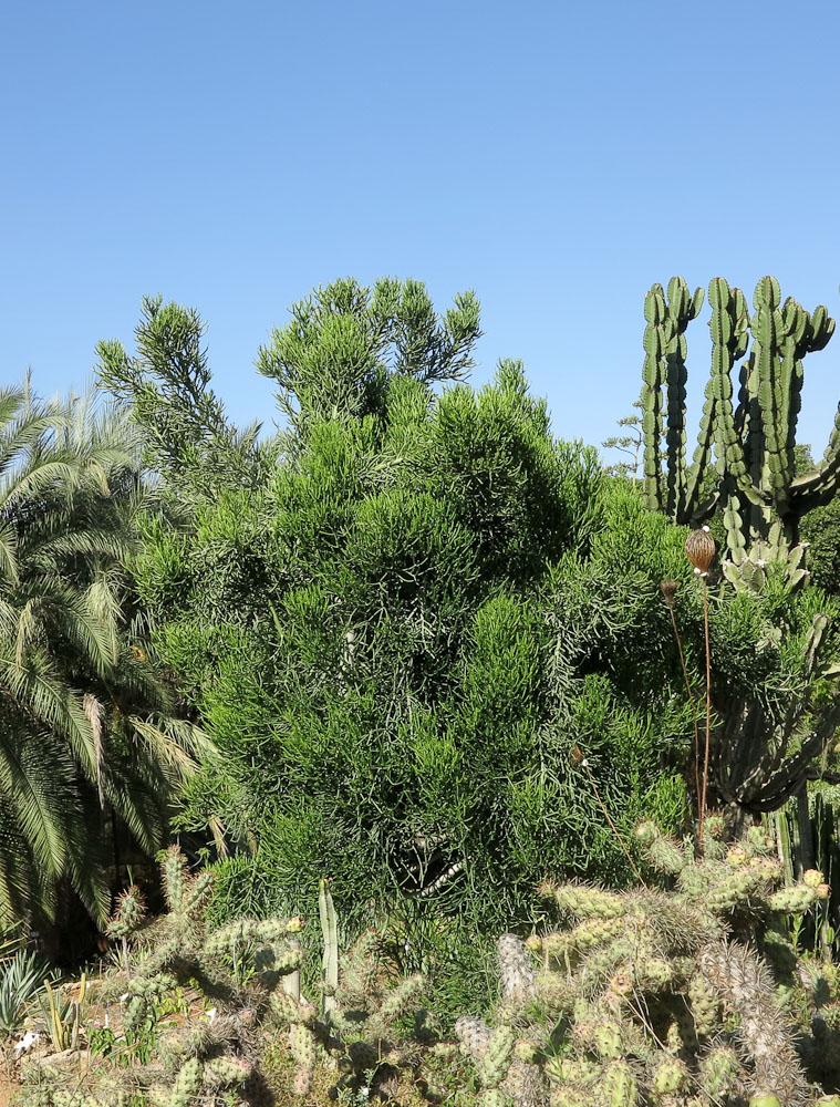 Изображение особи Euphorbia tirucalli.