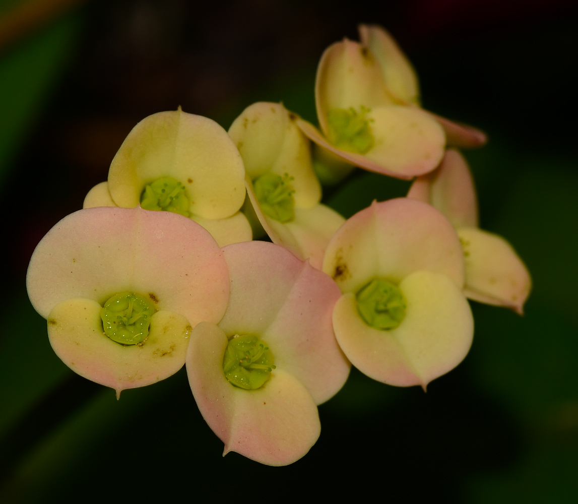 Изображение особи Euphorbia splendens.