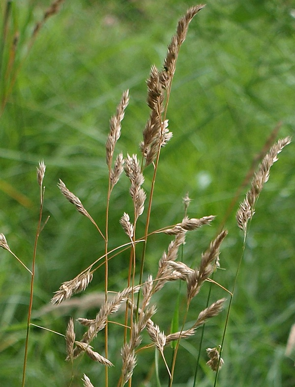 Изображение особи Dactylis glomerata.