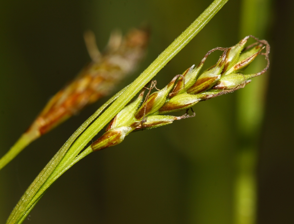 Image of Carex tenuiformis specimen.