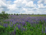 Lupinus polyphyllus