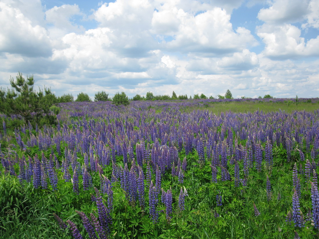 Изображение особи Lupinus polyphyllus.