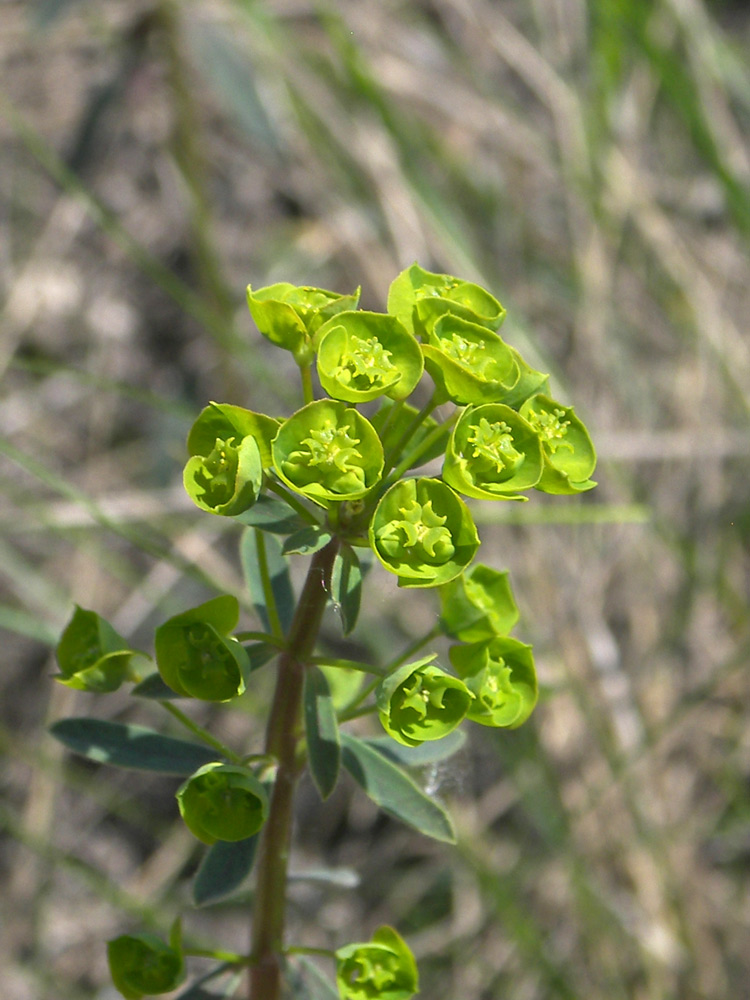 Изображение особи Euphorbia subtilis.