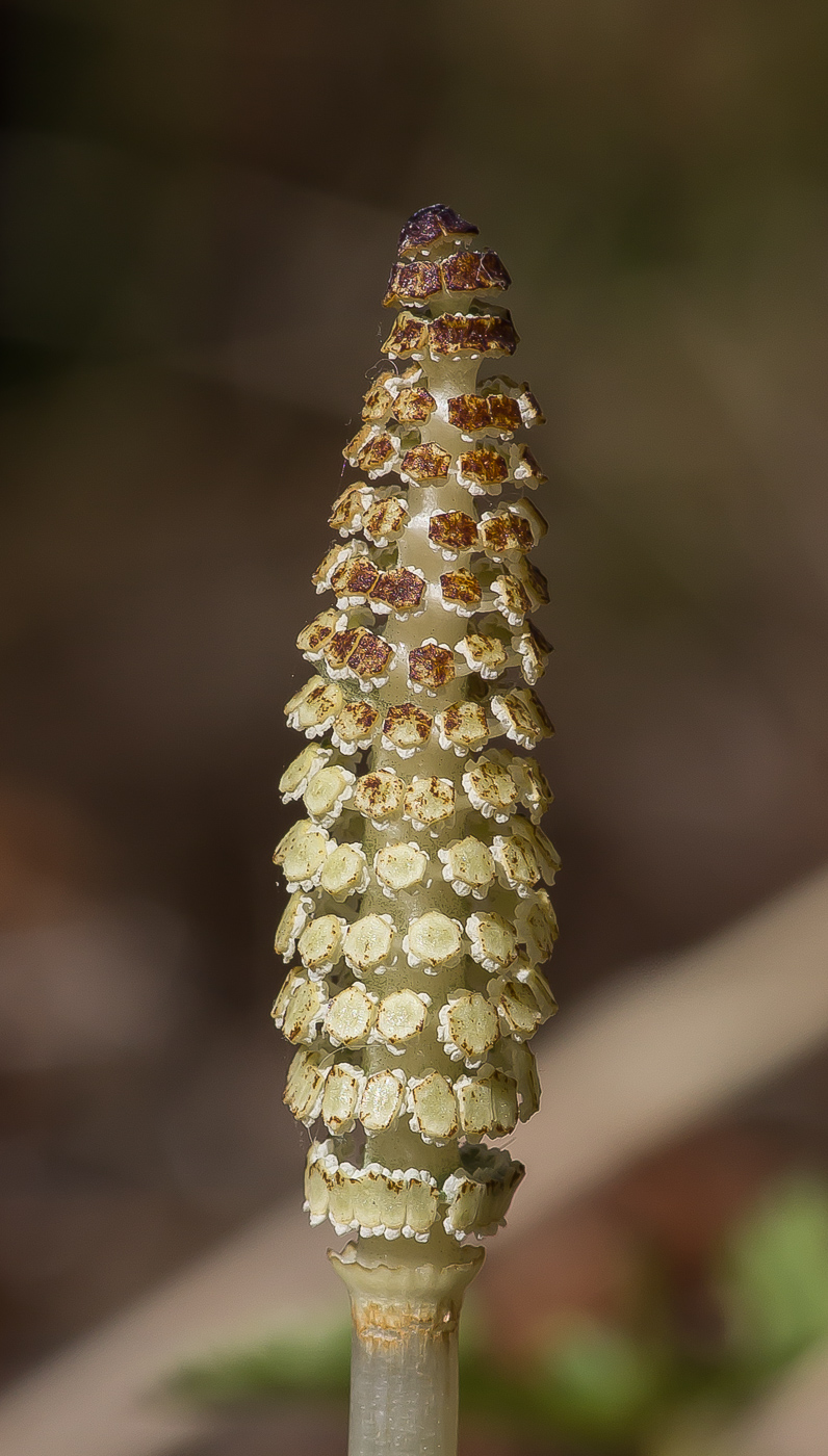 Image of Equisetum pratense specimen.