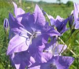 Campanula altaica