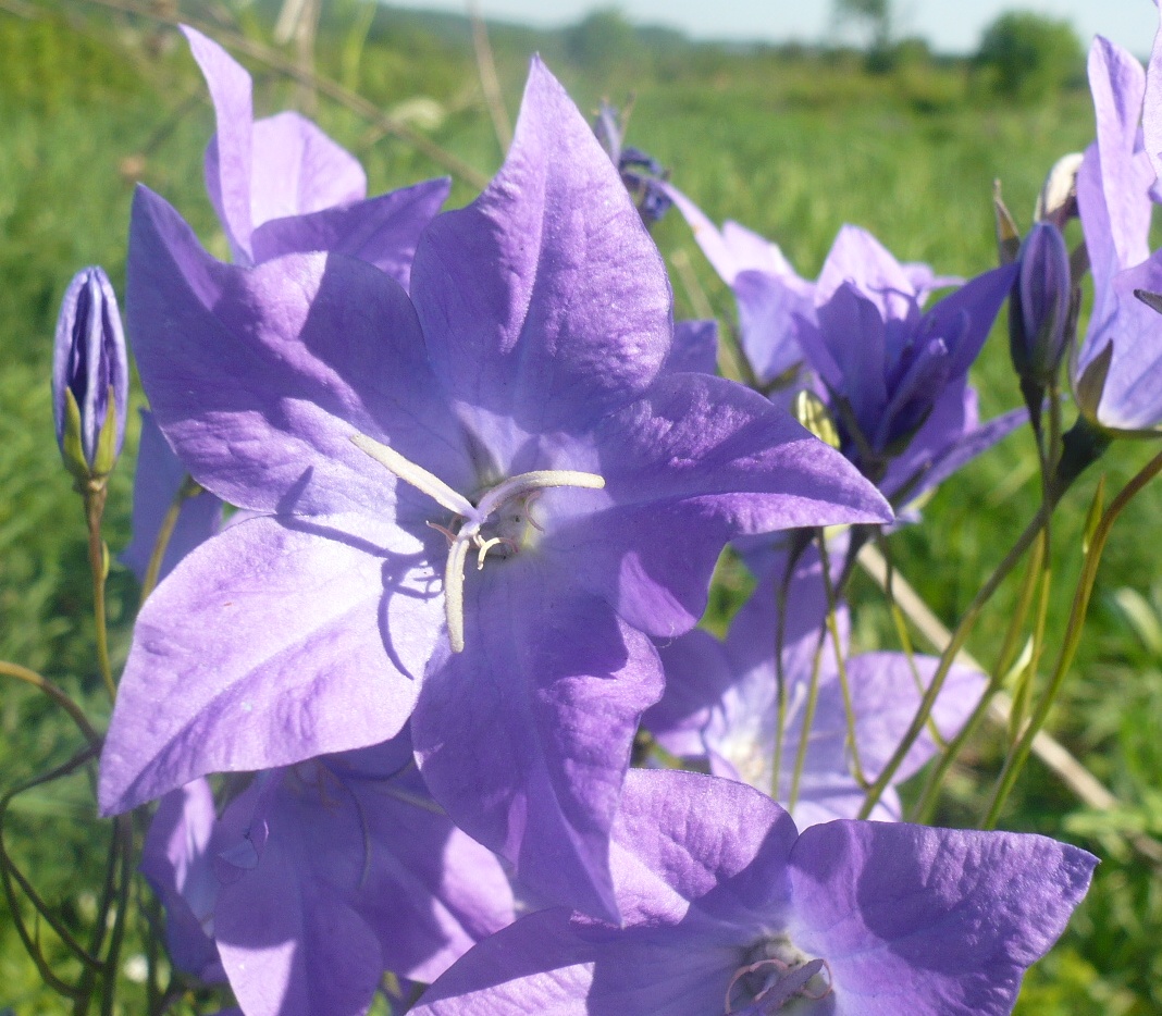 Изображение особи Campanula altaica.