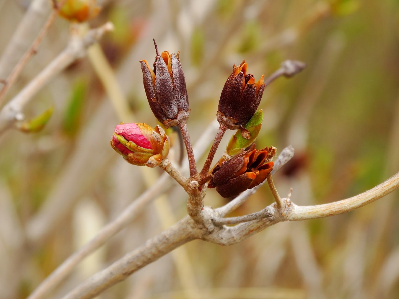 Image of Rhododendron schlippenbachii specimen.