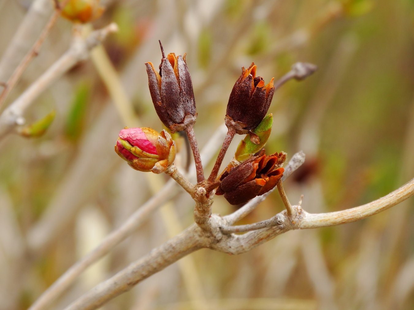 Image of Rhododendron schlippenbachii specimen.