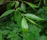 Salix euxina