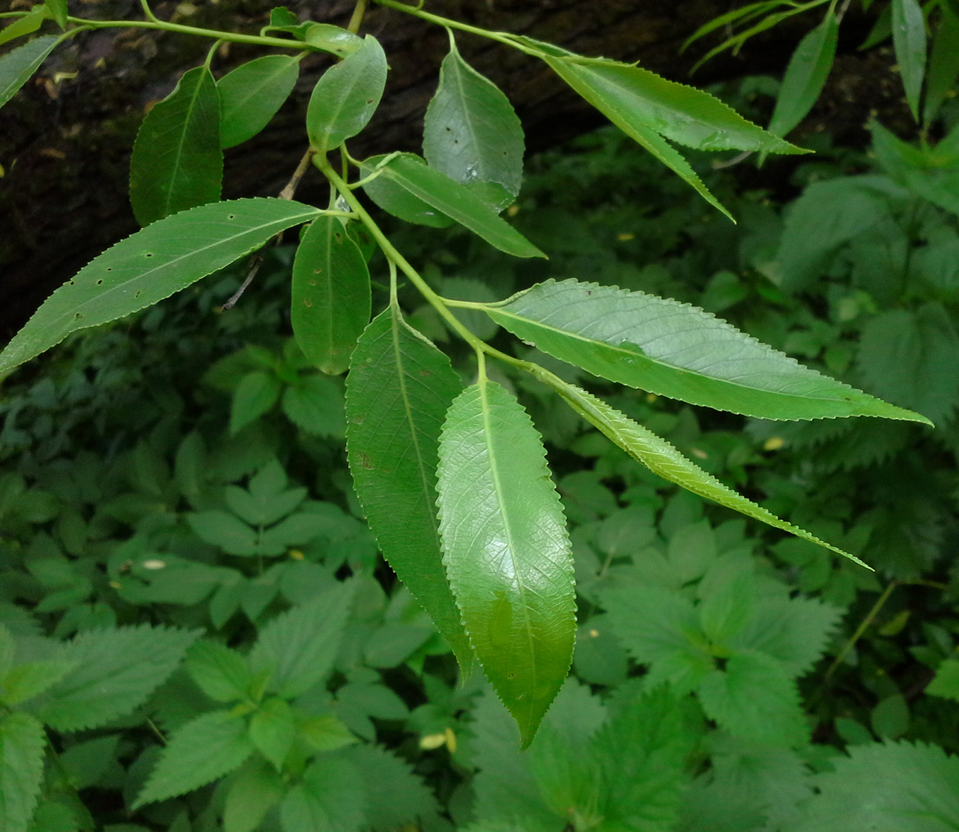 Изображение особи Salix euxina.