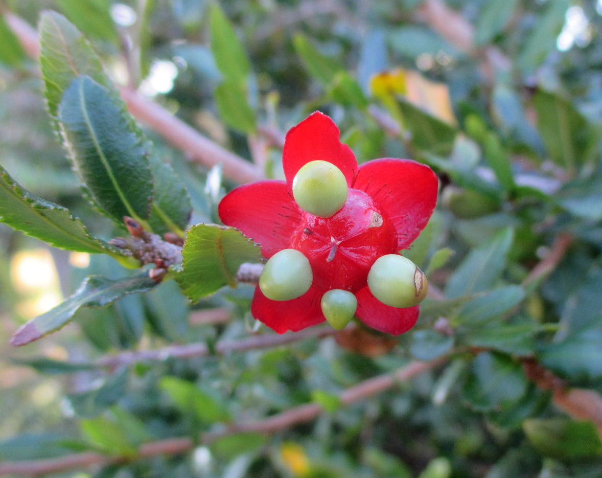 Image of Ochna serrulata specimen.