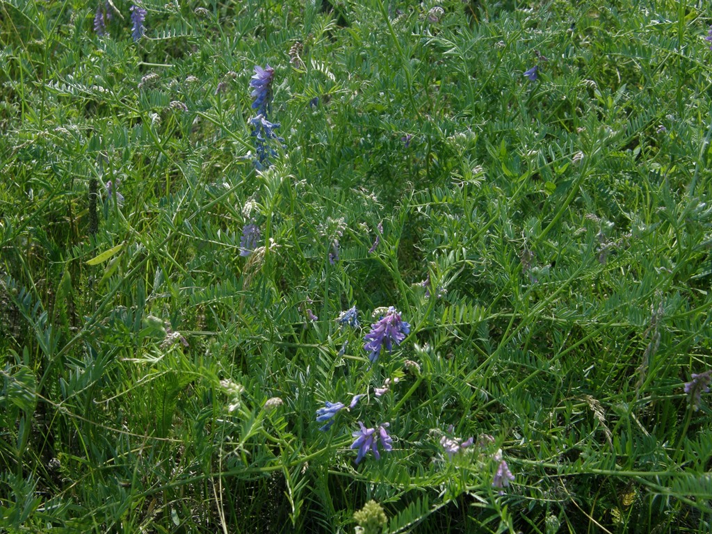 Изображение особи Vicia cracca.