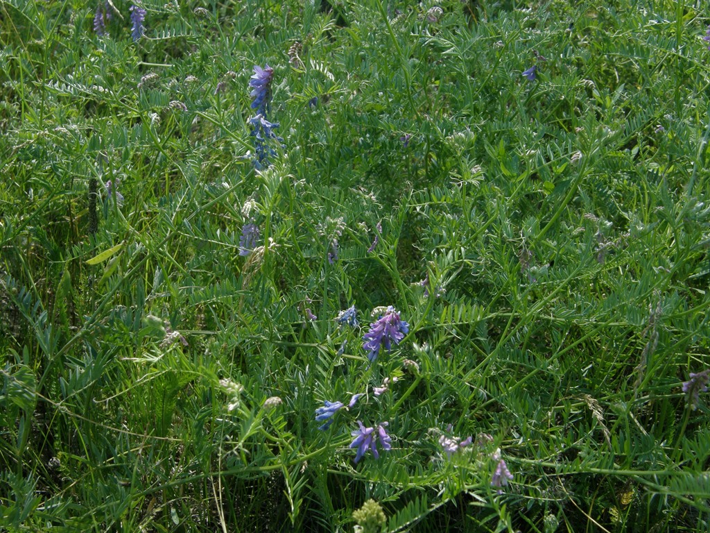 Изображение особи Vicia cracca.