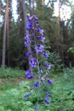 Delphinium elatum