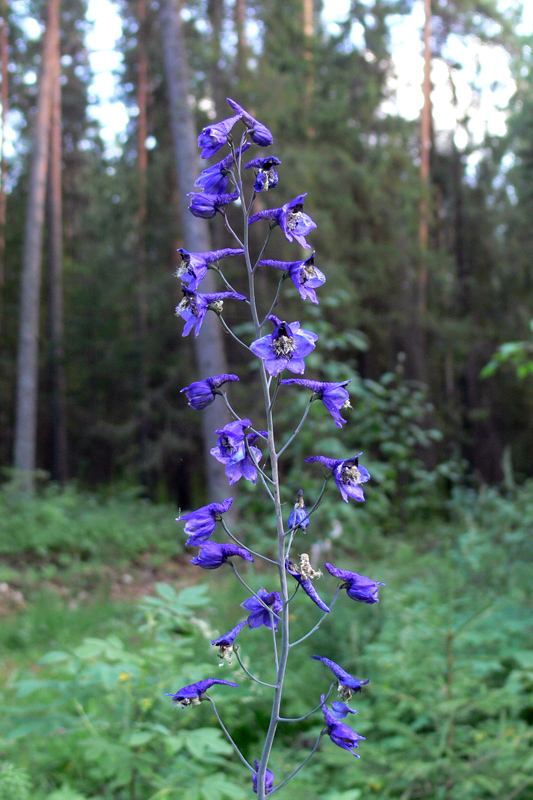 Изображение особи Delphinium elatum.