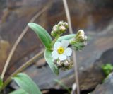 Tianschaniella umbellulifera