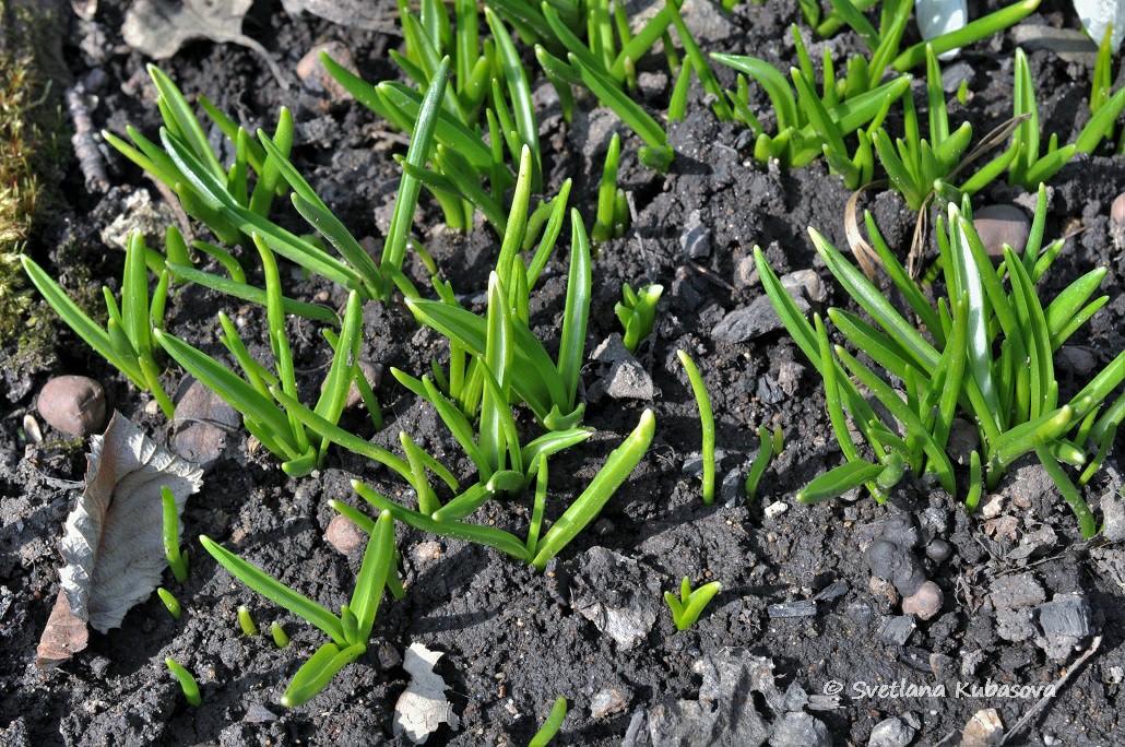 Изображение особи Ornithogalum nutans.