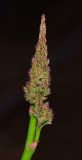 Limonium perezii