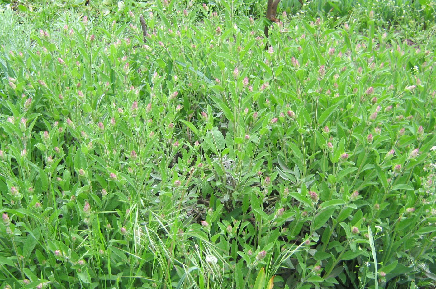 Image of Salvia officinalis specimen.