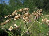 Heracleum sibiricum