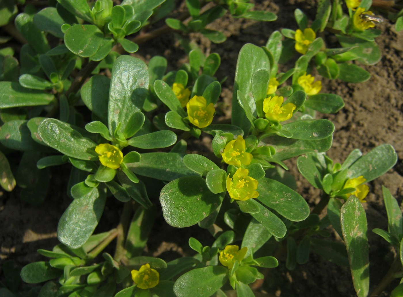 Изображение особи Portulaca oleracea.