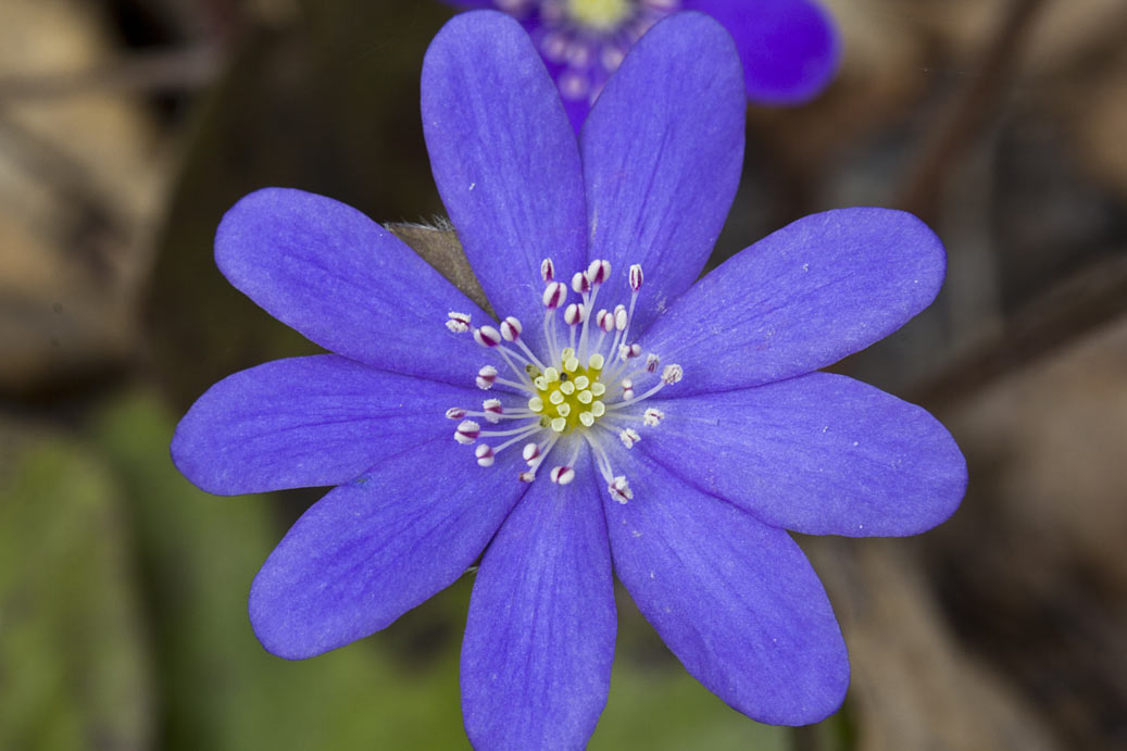 Image of Hepatica nobilis specimen.