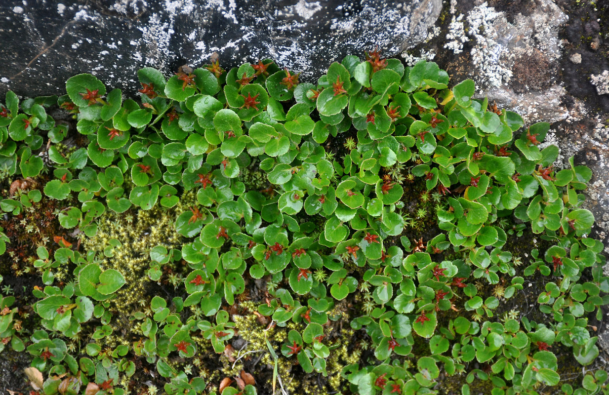 Изображение особи Salix herbacea.