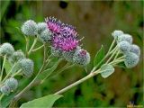 Arctium tomentosum