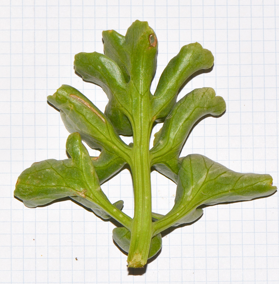Image of Astydamia latifolia specimen.