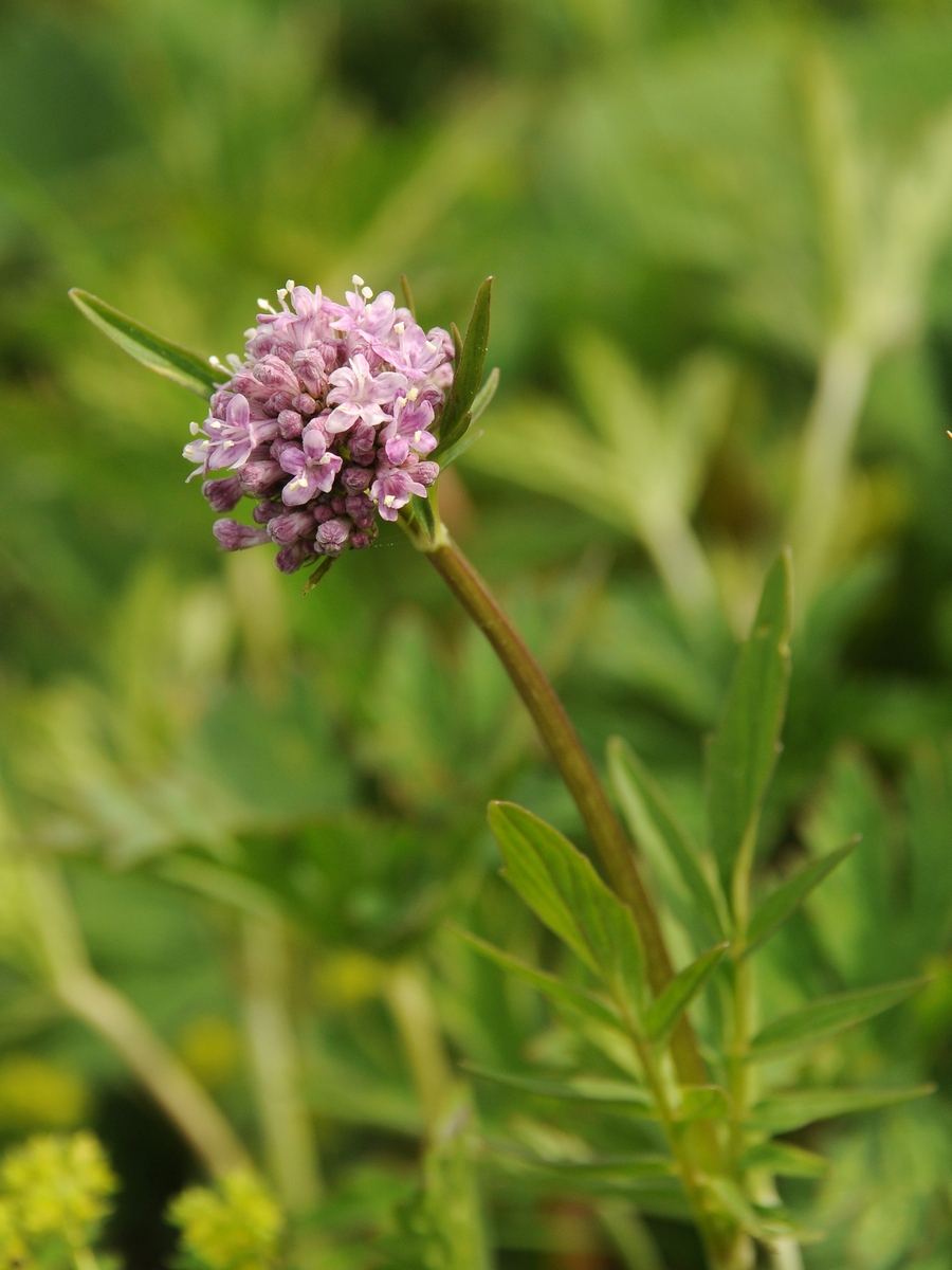 Image of Valeriana dubia specimen.