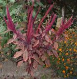 Amaranthus hypochondriacus