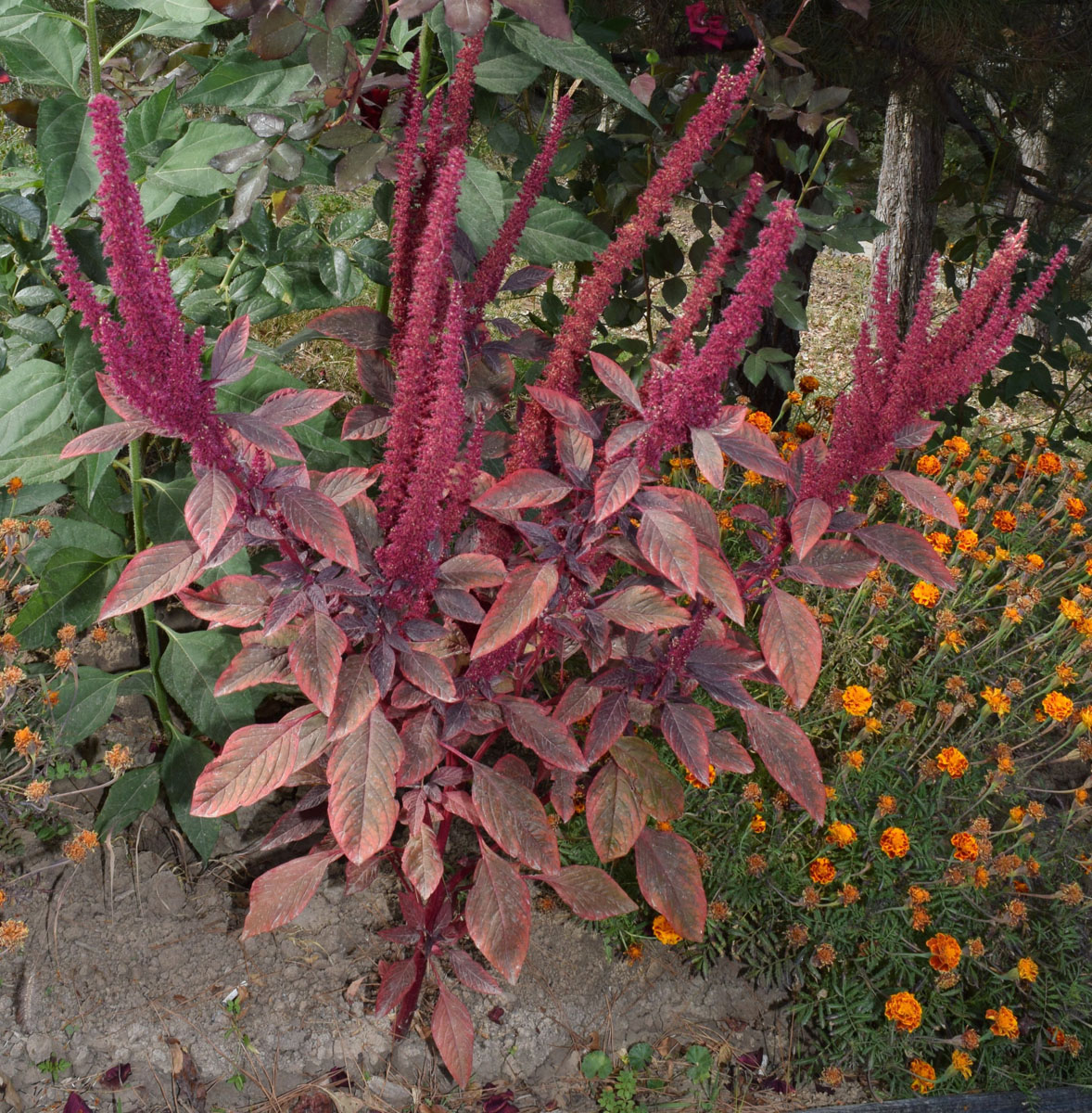 Изображение особи Amaranthus hypochondriacus.