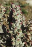 Artemisia lercheana