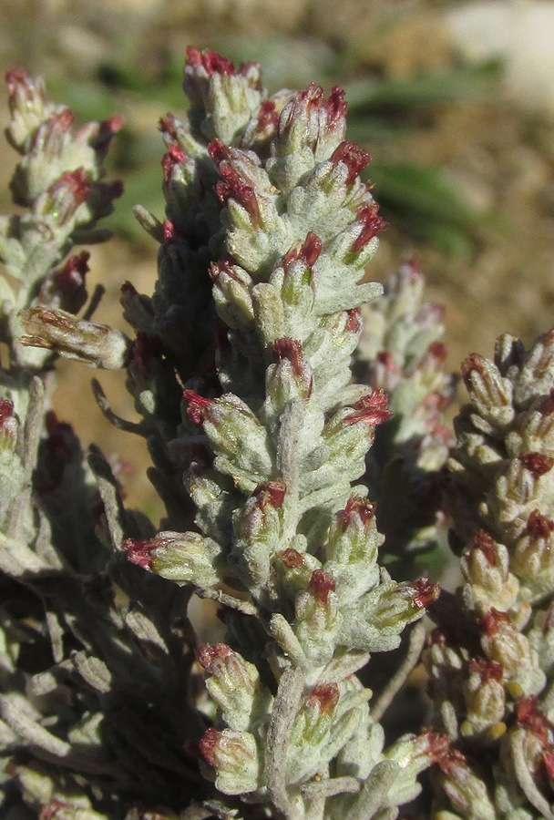 Image of Artemisia lercheana specimen.