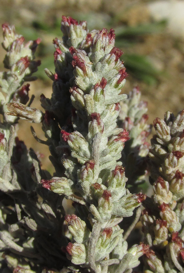 Изображение особи Artemisia lercheana.