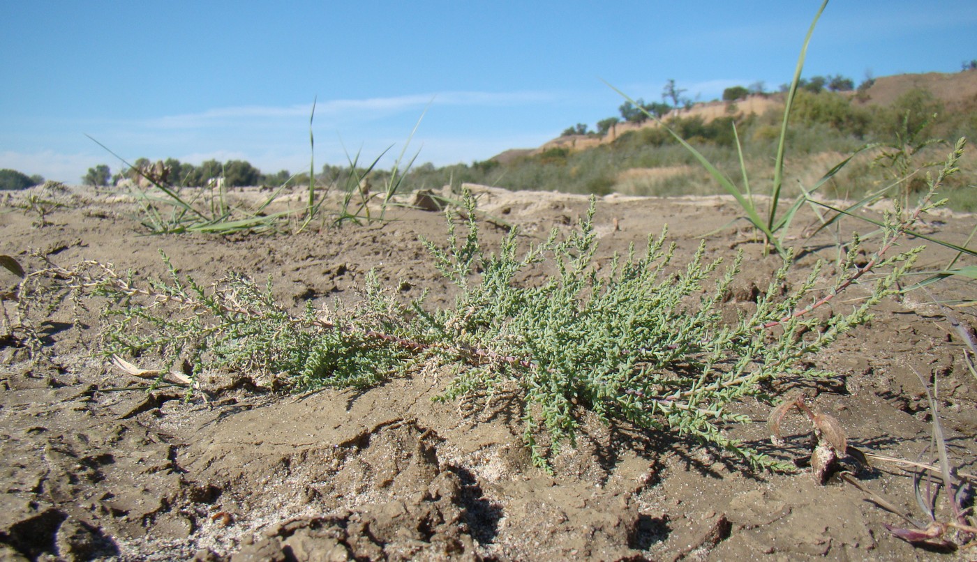 Image of Myricaria bracteata specimen.