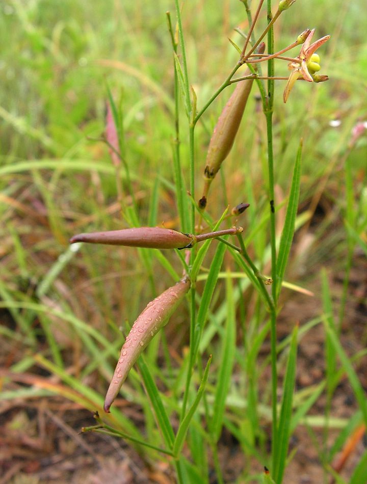 Image of Pycnostelma paniculatum specimen.