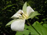 Trillium camschatcense