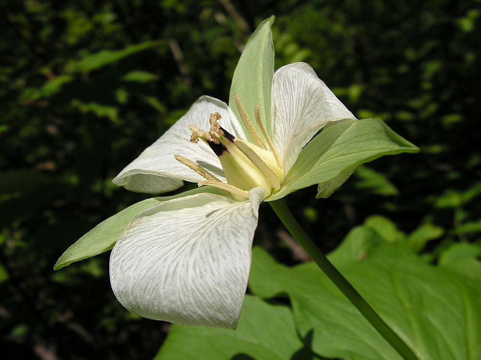 Image of Trillium camschatcense specimen.