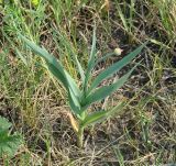 Allium obliquum